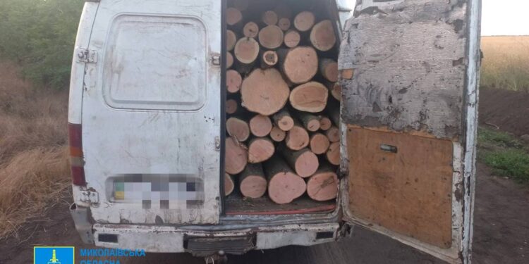 Групу чорних лісорубів затримали на Миколаївщині – у них були улюблені породи дерев (ФОТО)