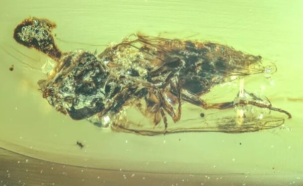 У бурштині знайшли скам’янілості комах епохи динозаврів (ФОТО)