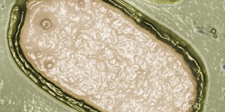 У глибинах океану знайшли сотні гігантських вірусів, яких наука раніше не бачила