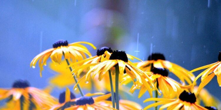 Літо робить паузу: трохи прохолоди та дощу