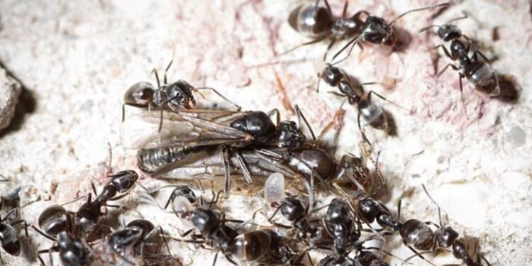 Агресивні мурахи атакують Європу – перегризають кабелі, знищують дороги. Звідки взялися