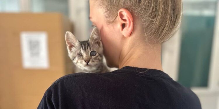 Миколаїв бере участь у міжнародному проекті Kishka – скільки безпритульних котів і кішок вже простерилізовано