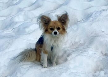 Вірний маленький пес допоміг врятувати свого господаря в горах Швейцарії