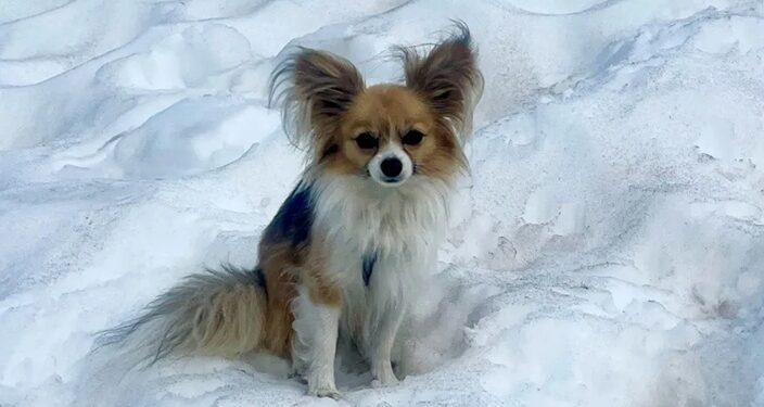 Вірний маленький пес допоміг врятувати свого господаря в горах Швейцарії
