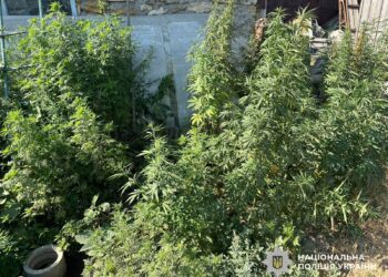 Поблизу Миколаєва чоловік вирощував коноплю і продавав вже готовий канабіс (ФОТО)