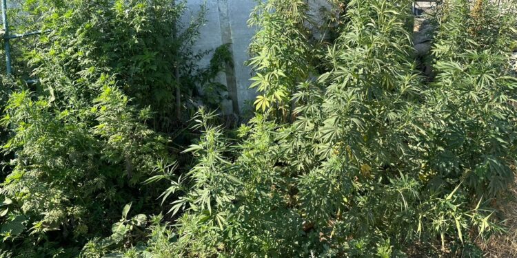 Поблизу Миколаєва чоловік вирощував коноплю і продавав вже готовий канабіс (ФОТО)