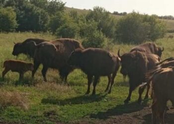 У заповіднику на Миколаївщині народився бізончик