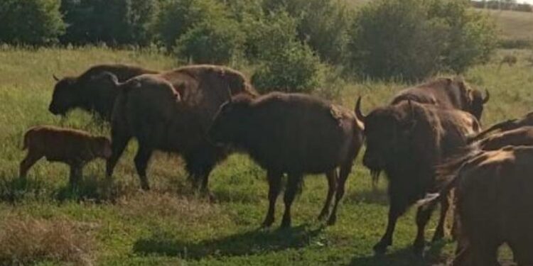 У заповіднику на Миколаївщині народився бізончик