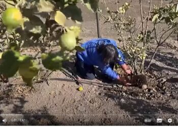 Сади Чилі від посухи рятують… людським волоссям (ВІДЕО)
