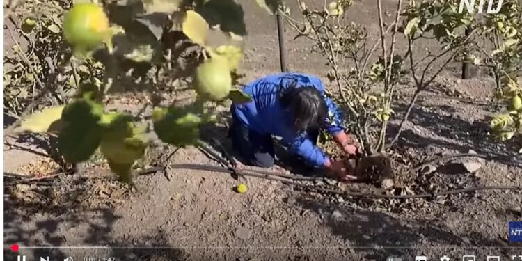 Сади Чилі від посухи рятують… людським волоссям (ВІДЕО)