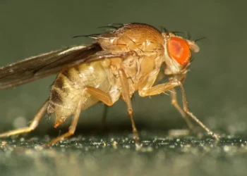 Прийшла біда, звідки вже не чекали – у США розводять мух, щоб врятувати худобу