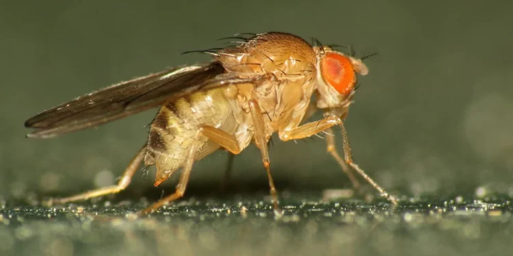 Прийшла біда, звідки вже не чекали – у США розводять мух, щоб врятувати худобу