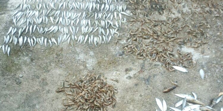 Біля села Коблеве на Миколаївщині впіймали браконьєра з уловом на понад 78 тис.грн. (ФОТО)