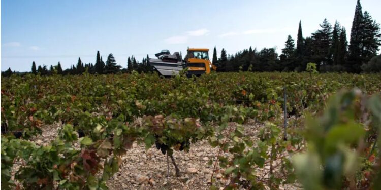 Показовий процес щодо торгівлі людьми – у Франції за експлуатацію іноземців на зборі винограду троє осіб отримали кримінальні вироки