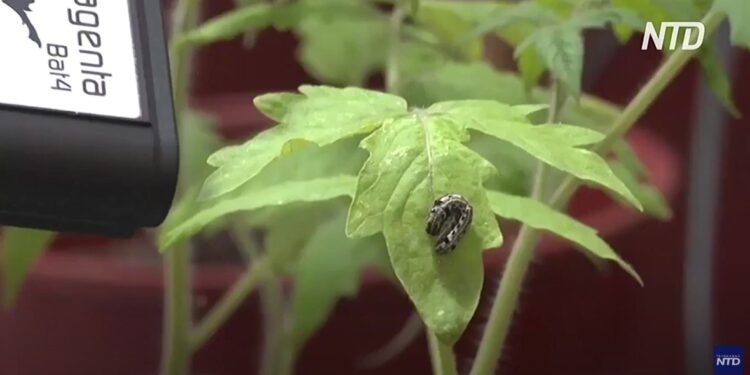 Комахи слухають і розуміють мову рослин – вчені (ВІДЕО)