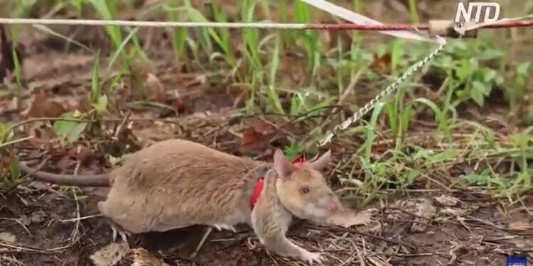 Щури допомагають розміновувати Камбоджу (ВІДЕО)
