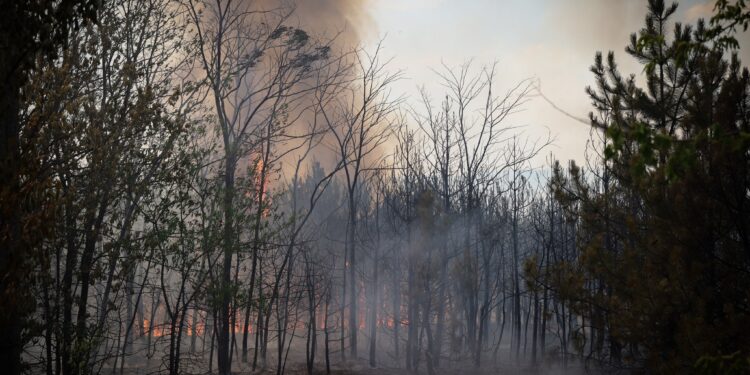 На Миколаївщині масштабну пожежу гасили 7 годин – горів ліс та відкриті території (ФОТО, ВІДЕО)