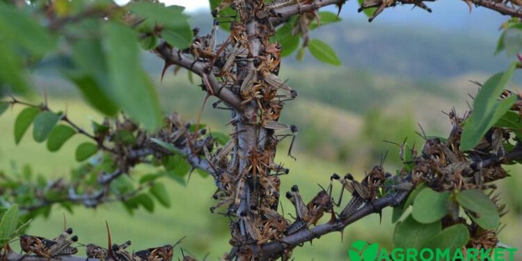 Якщо побачили сарану в себе на городі – що робити, щоб врятувати врожай (ФОТО)