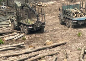 Знищення лісів в Україні – наслідок системної корупції. Чергові затримання та підозри