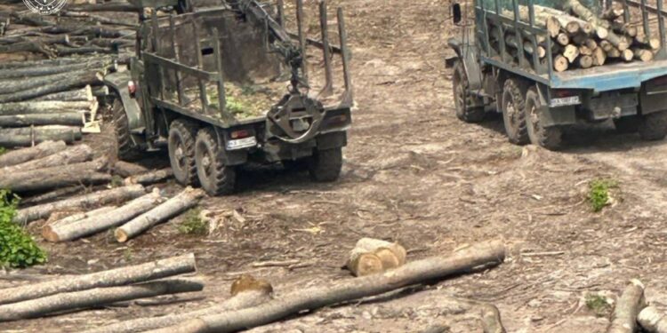 Знищення лісів в Україні – наслідок системної корупції. Чергові затримання та підозри