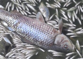 В Нечаянському водосховищі на Миколаївщині – замор риби. Екологи назвали причину (ФОТО)