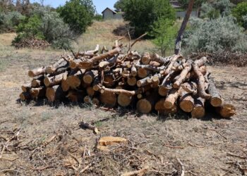 У Миколаєві біля пляжу «Маяк» невідомі спиляли близько 60 сосен (ФОТО)