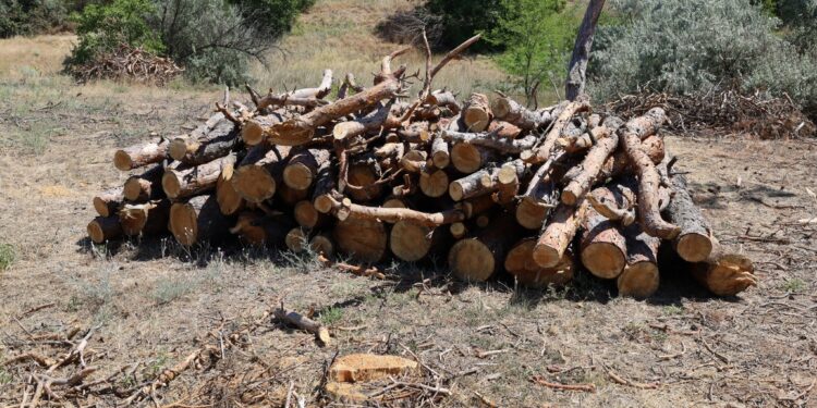У Миколаєві біля пляжу «Маяк» невідомі спиляли близько 60 сосен (ФОТО)