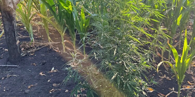 Вирощував коноплю серед кукурудзи – на Миколаївщині знайшли чергову наркоплантацію (ФОТО)