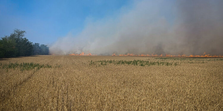 За вчора на Миколаївщині вигоріло понад 520 (!) га зернових на корені (ФОТО)