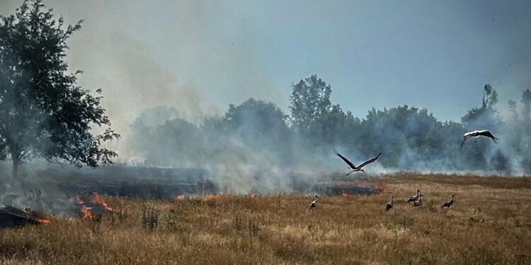 Миколаївщина у вогні. Дощі були не всюди, на відміну від пожеж