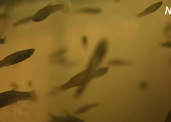 З лихоманкою Денге допомагають боротися крихітні рибки – вчені перемогли комарів без хімії (ВІДЕО)