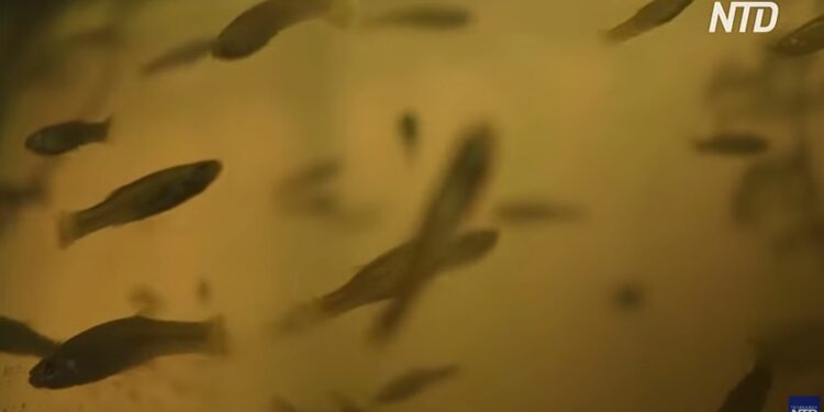 З лихоманкою Денге допомагають боротися крихітні рибки – вчені перемогли комарів без хімії (ВІДЕО)