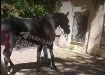 В Одесі ворожий удар знищив конюшню (ВІДЕО)