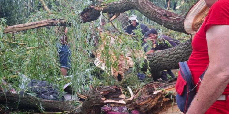На Одещині дерево впало на намет – загинув підліток, ще 4 травмовані (ФОТО)