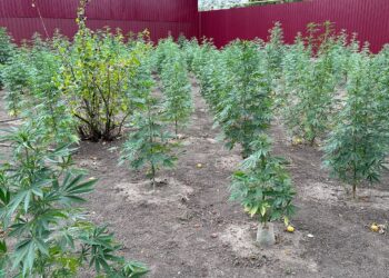 На Миколаївщині чоловік облаштував мініплантацію коноплі на власному городi (ФОТО та ВIДЕО)