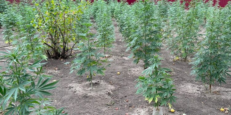 На Миколаївщині чоловік облаштував мініплантацію коноплі на власному городi (ФОТО та ВIДЕО)