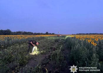 На Миколаївщині наркоплантацію сховали серед соняшників – злочинну групу затримали під час збору врожаю коноплі (ФОТО)