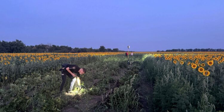 На Миколаївщині наркоплантацію сховали серед соняшників – злочинну групу затримали під час збору врожаю коноплі (ФОТО)