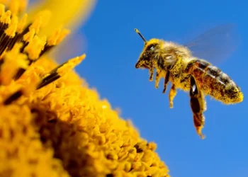Китайські вчені створили першу бджолу-кіборга – ідеально для пошуку і розвідки (ФОТО)