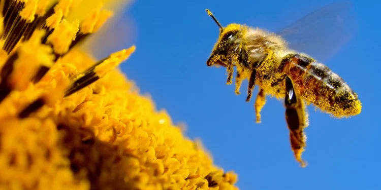 Китайські вчені створили першу бджолу-кіборга – ідеально для пошуку і розвідки (ФОТО)