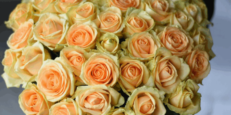 Чому 51 троянда – ідеальний спосіб зізнатися у коханні (ФОТО)