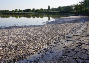 На Дніпропетровщині масовий мор риби  – за один день зібрали 5 тонн (ФОТО, ВІДЕО)