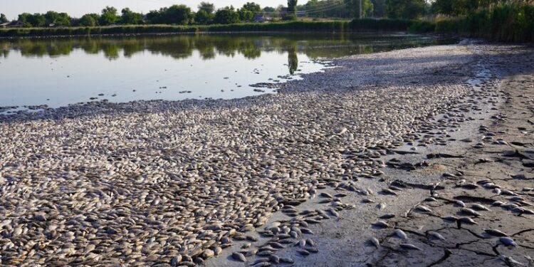 На Дніпропетровщині масовий мор риби  – за один день зібрали 5 тонн (ФОТО, ВІДЕО)