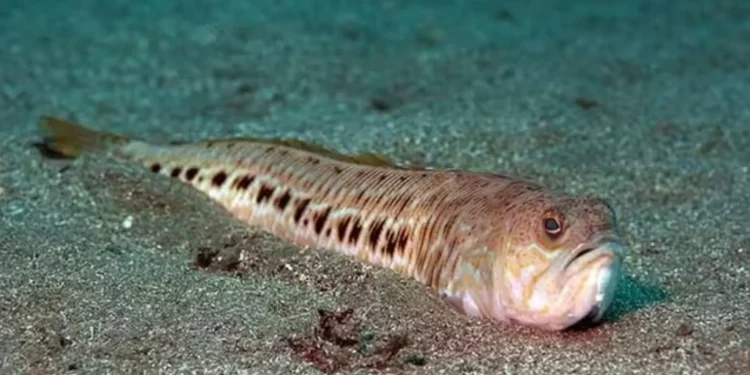 В Одесі на пляжі виявили дуже небезпечну рибу – з отруйними шипами (ФОТО)
