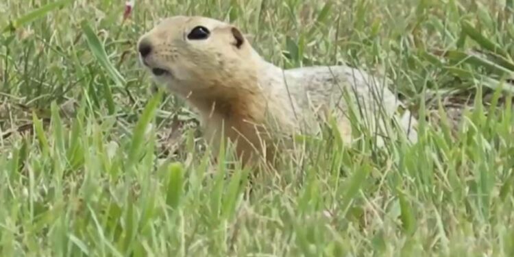 Місто у США окупували ховрахи – захопили навіть літну смугу військової бази (ФОТО)