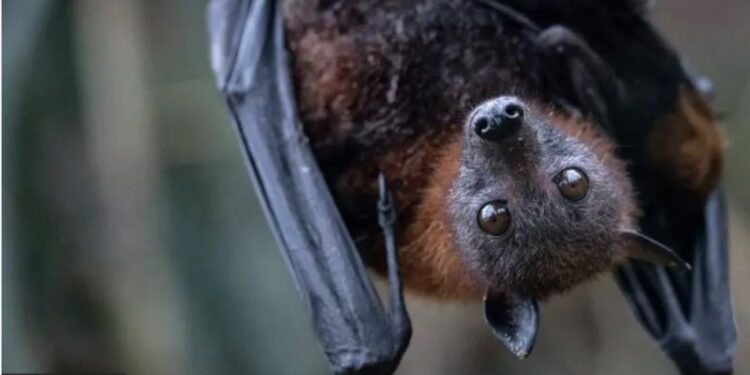 В Шотландії кажани вижили з будинку власницю – вона тепер ночує на вулиці (ФОТО)