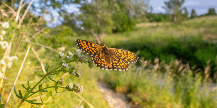 Контрастні вихідні зі спекою та дощем