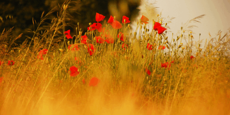 Контрастні вихідні: дощі в суботу, сонце в неділю