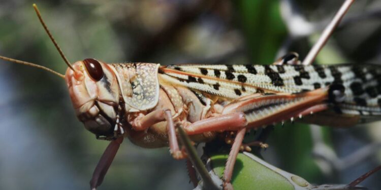 У 4 областях України проводиться моніторинг щодо сарани