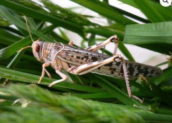 На Запоріжжі нашестя сарани, під загрозою Херсонщина і Миколаївщина (ВІДЕО)